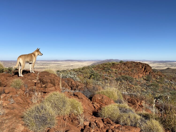 Nganampa Health Council (NHC)